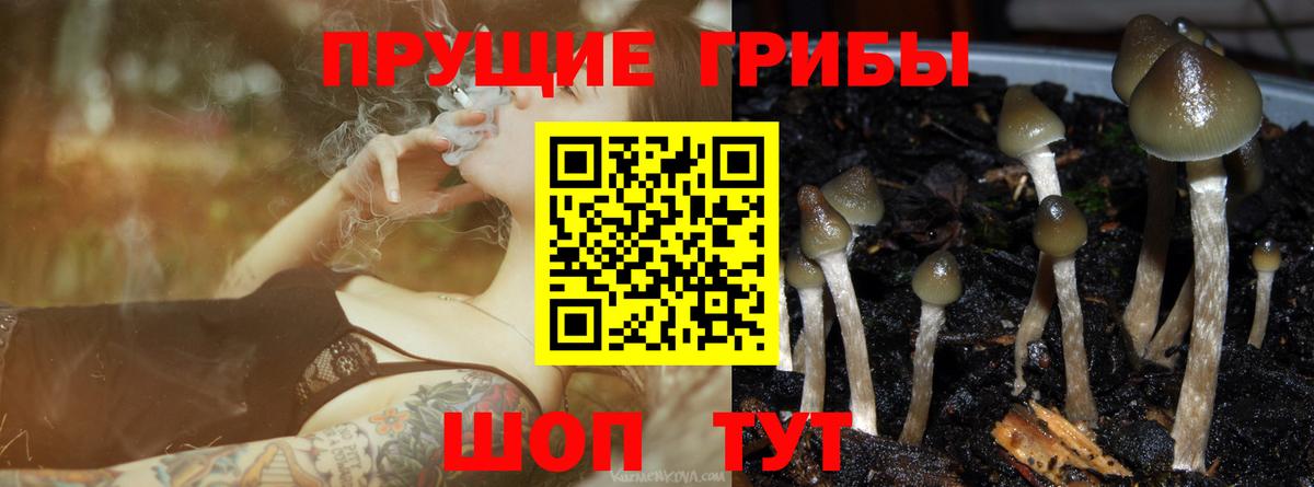 Галлюциногенные грибы Psilocybe Сальск